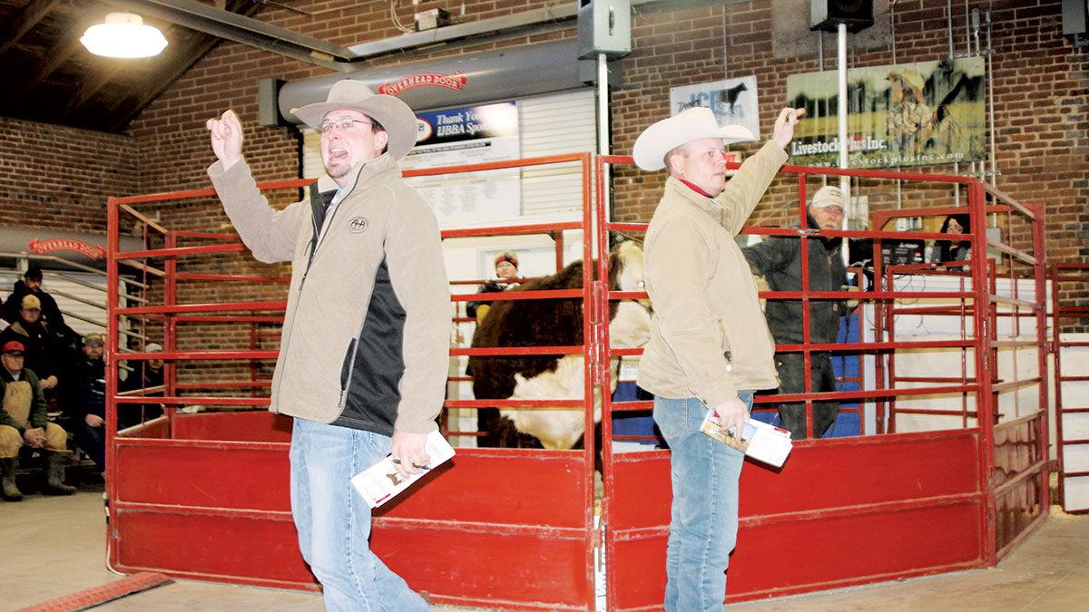 Hereford sale at the Iowa Beef Expo