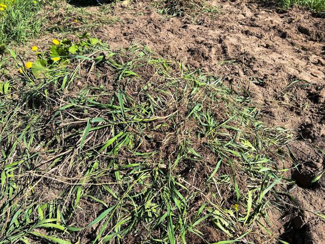Dead quackgrass