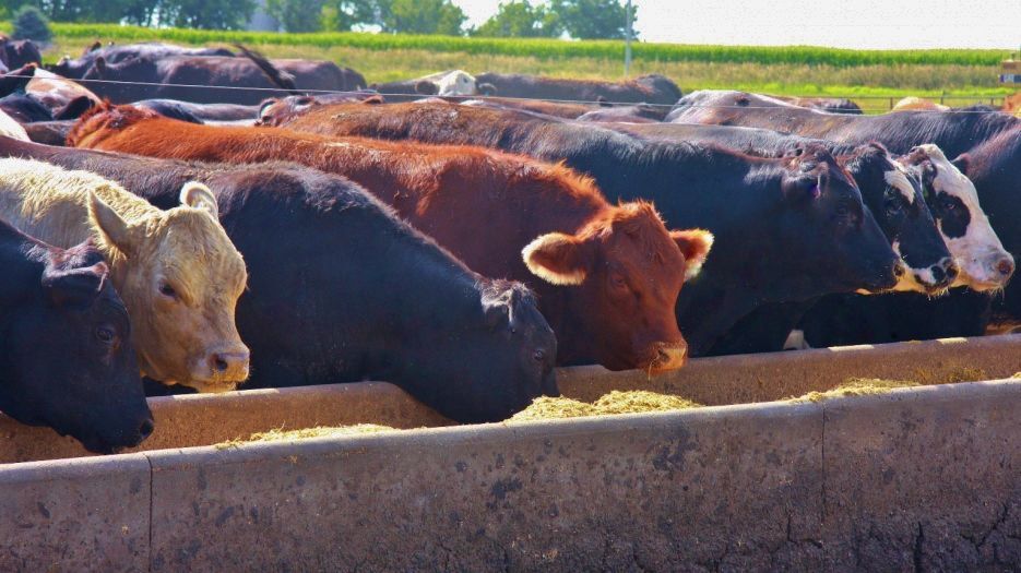 Cattleonfeed numbers decline Livestock