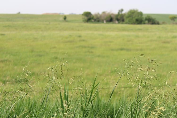 Grass along fence.JPG