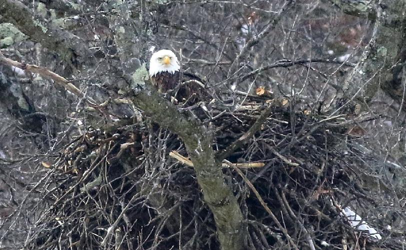 Bald eagle
