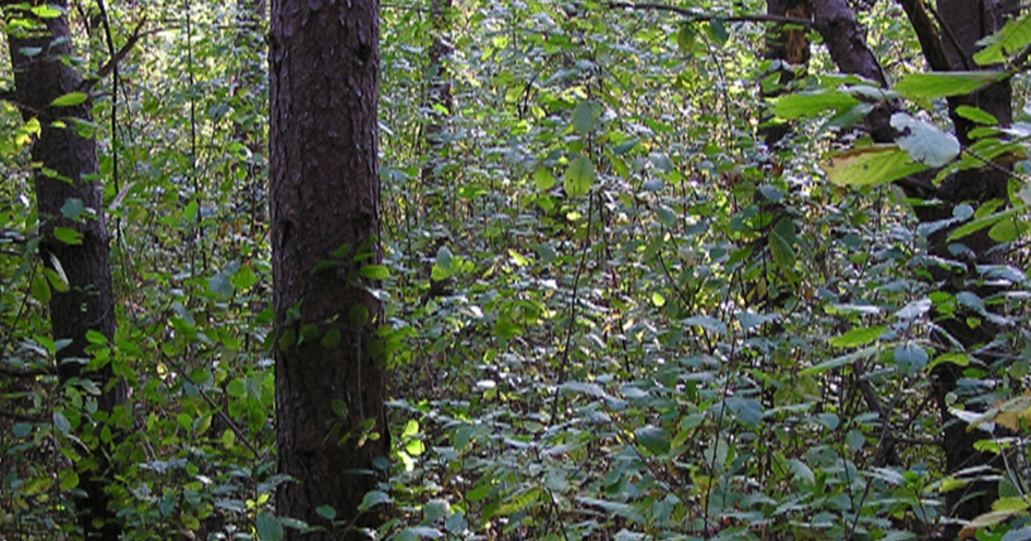 Invasive-species control depends on land use