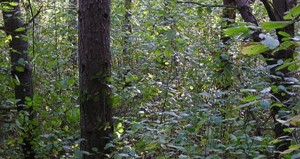 Battling buckthorn