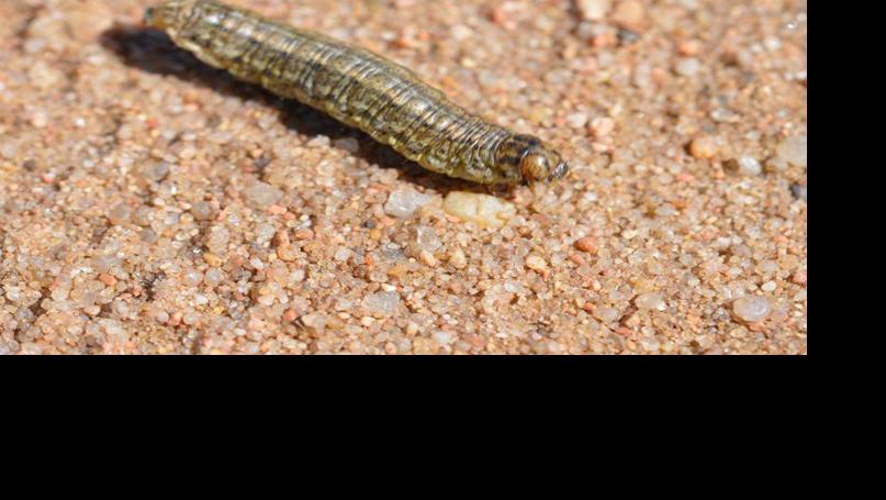 Types Of Moths In South Dakota