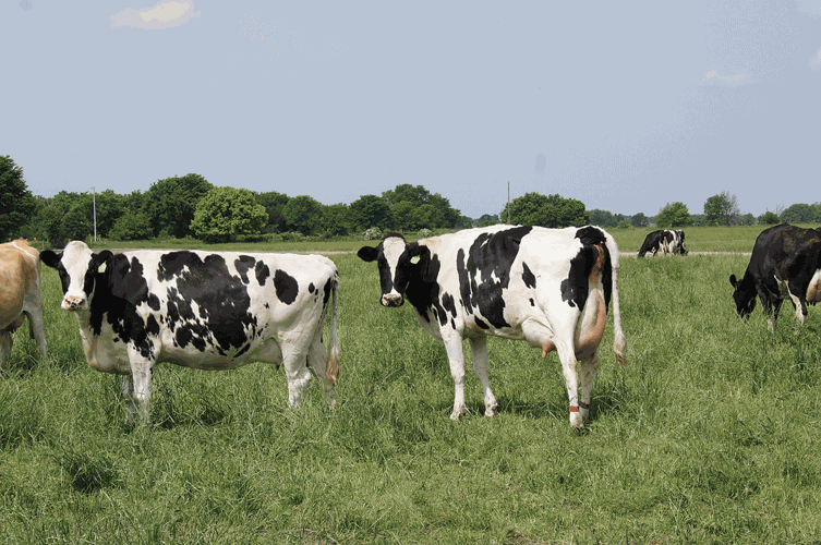 dairy cattle