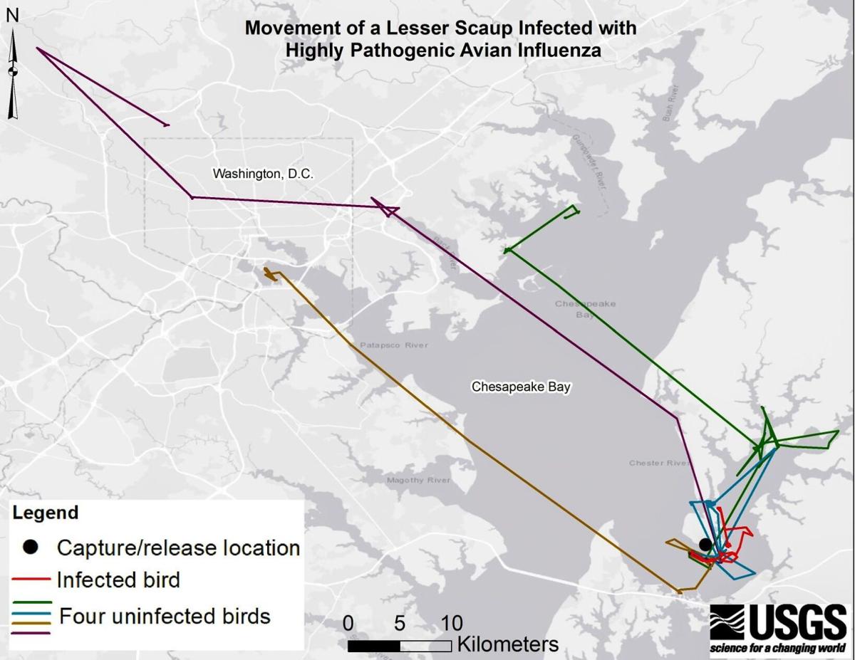 Scaup movement map