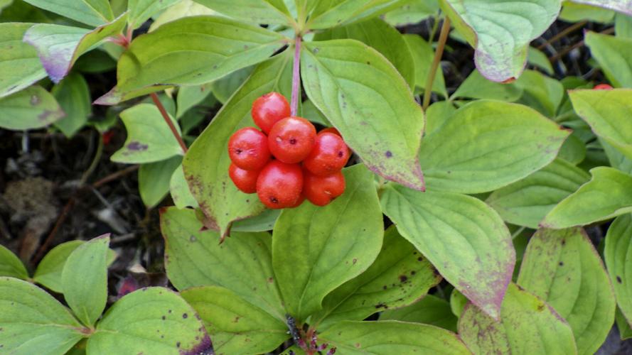 Bunchberry