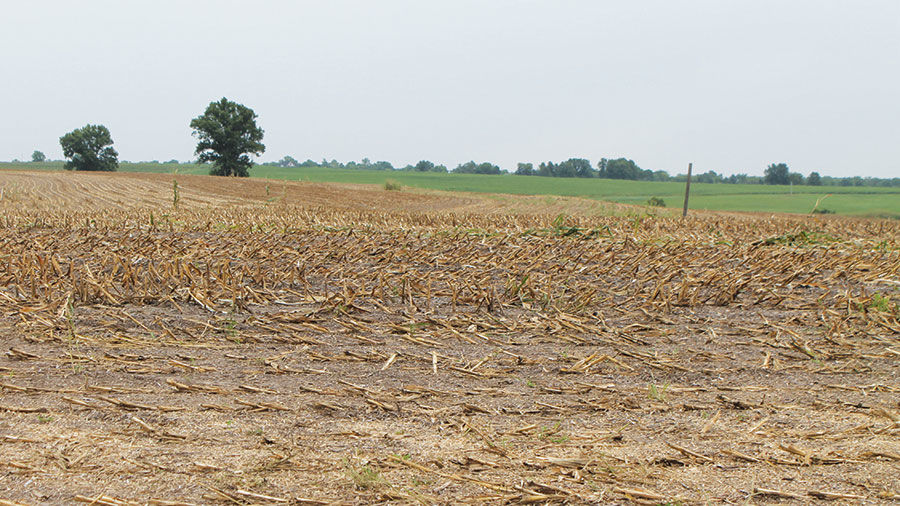 chop corn for silage due to poor yield outlooks
