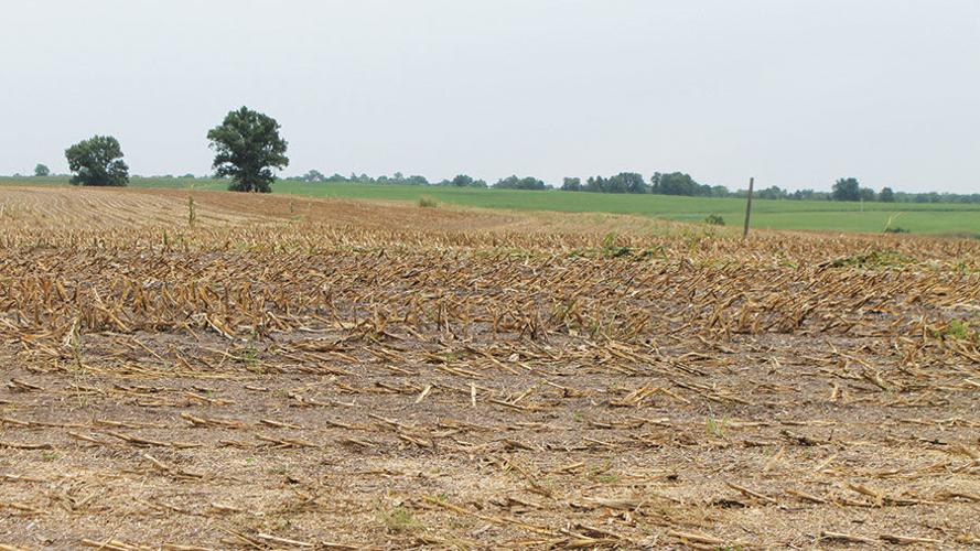 chop corn for silage due to poor yield outlooks