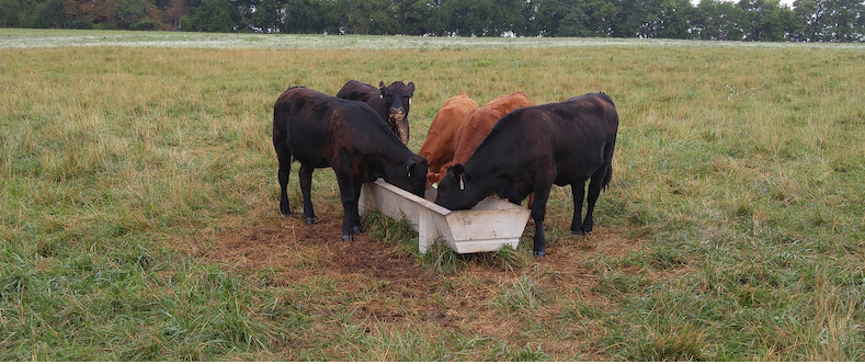 Cattle ID