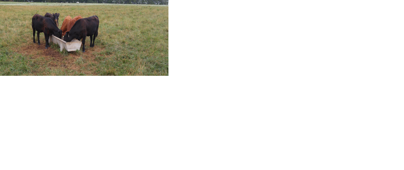 Cattle ID