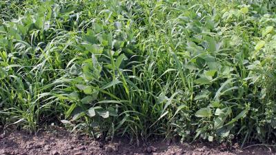 Weedy-bean-field