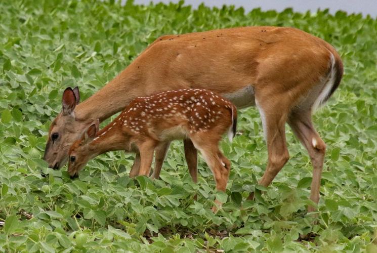 Deer