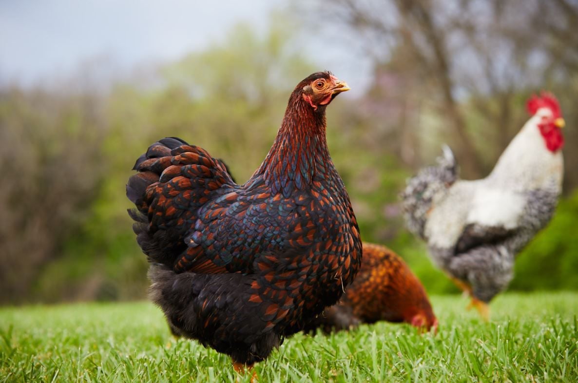 Identify healthy flock | Livestock | agupdate.com