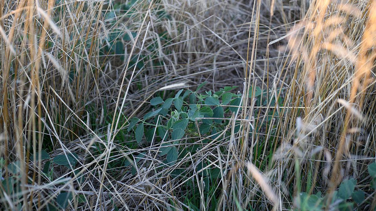 Beans in cover crop