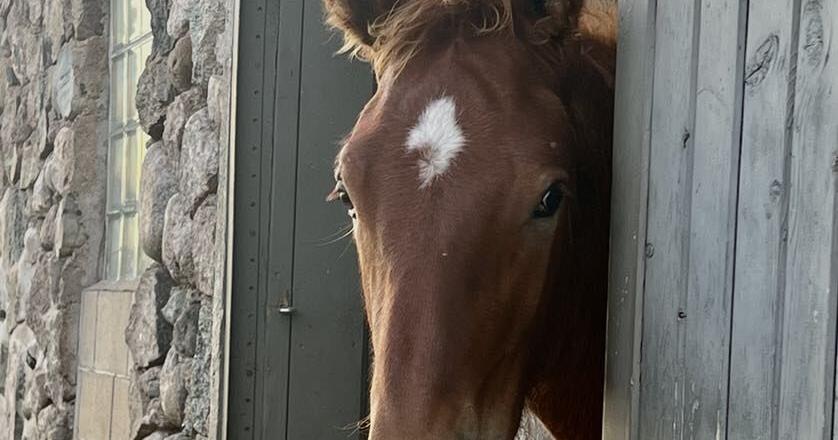 Rare breed connects with humans