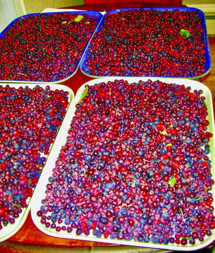 Juneberries