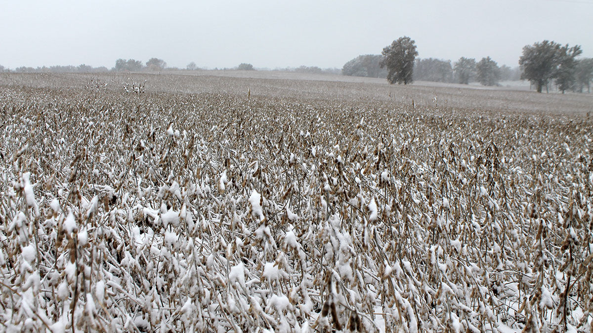 Snow on soybeans