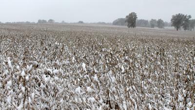Snow on soybeans