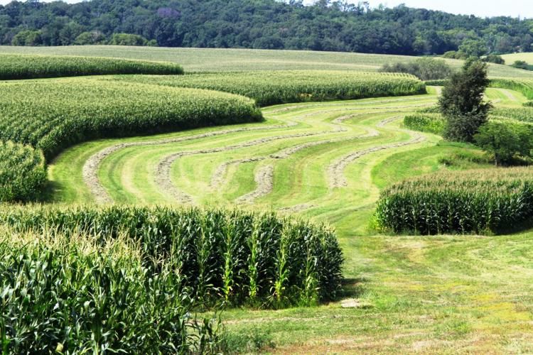 Contour farming in Vernon County