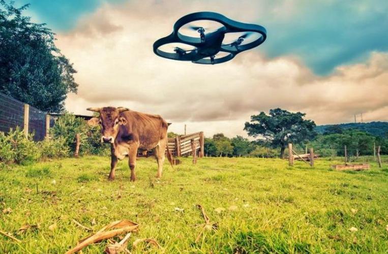 Drone checks on cattle