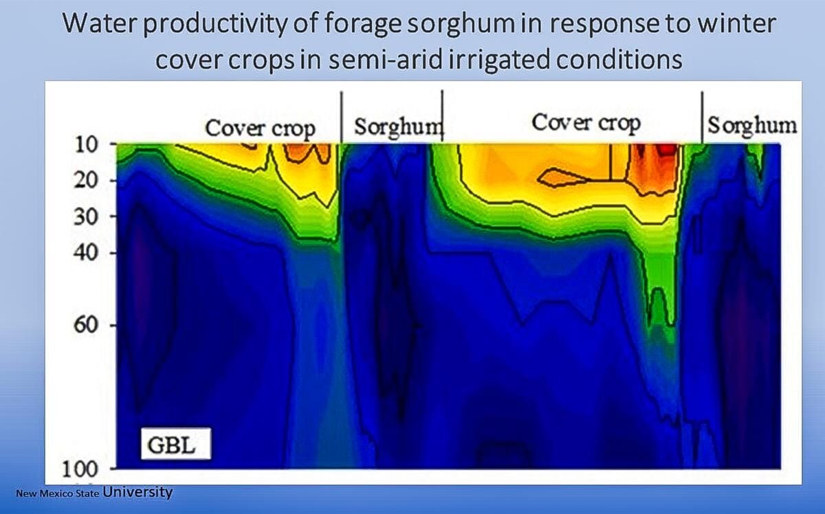 Sorghum water use