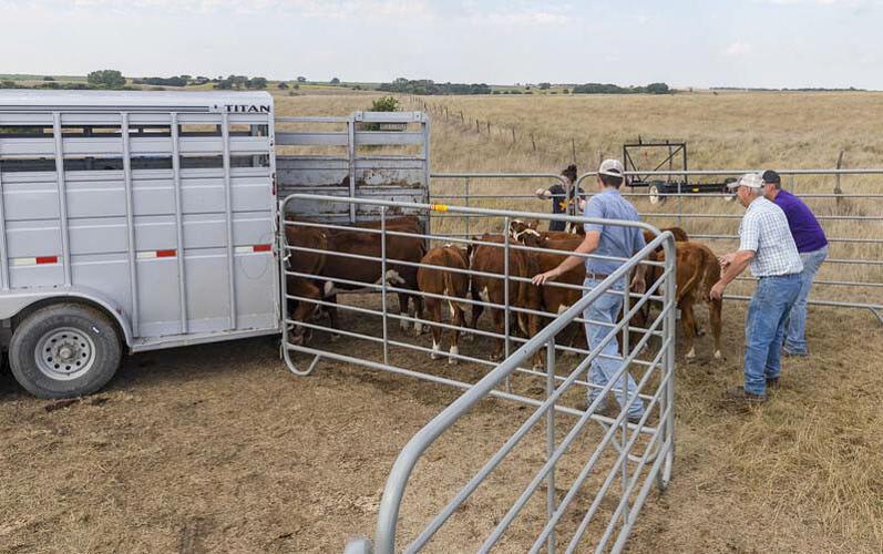 Cattle load into trailer