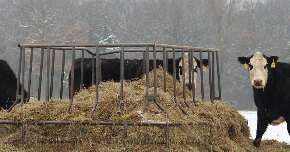 Cattle experience arctic blast