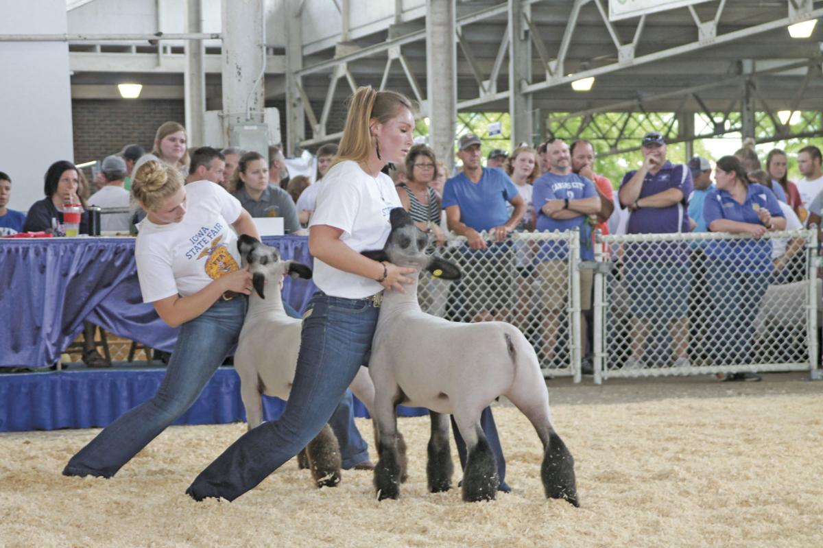 Iowa State Fair Goat Show 2022