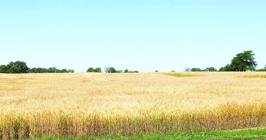 Wheat showing strength in futures market