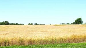 Wheat showing strength in futures market