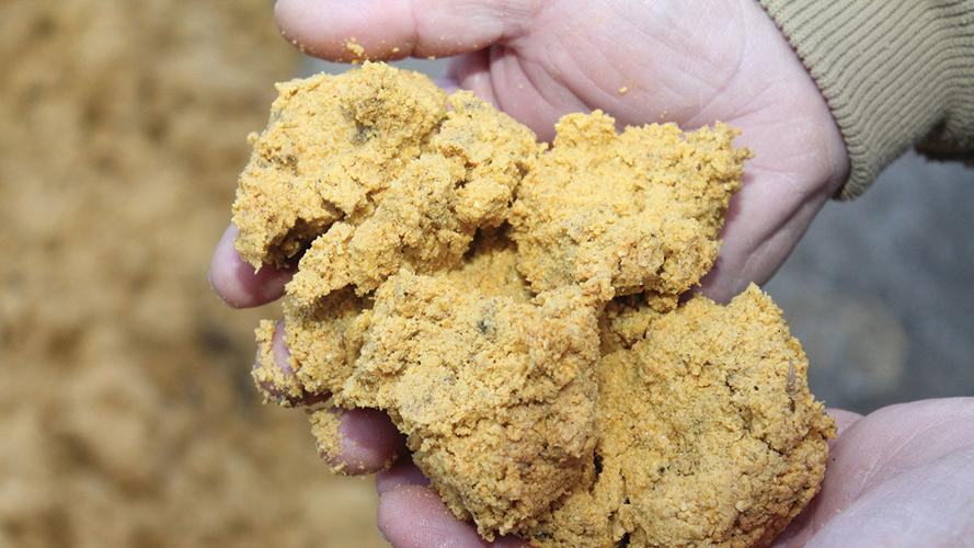 Distillers grain in hands