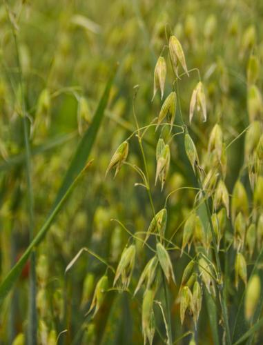 Oats