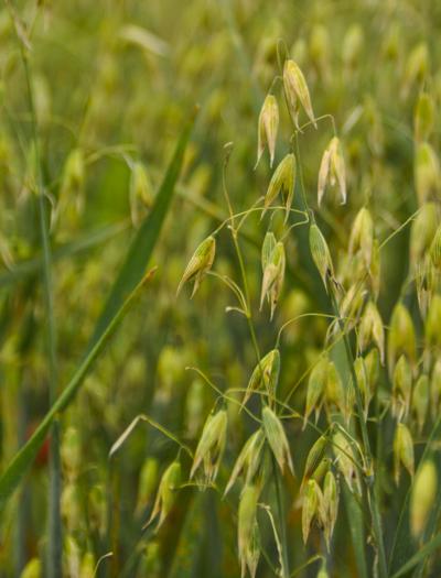 Oats