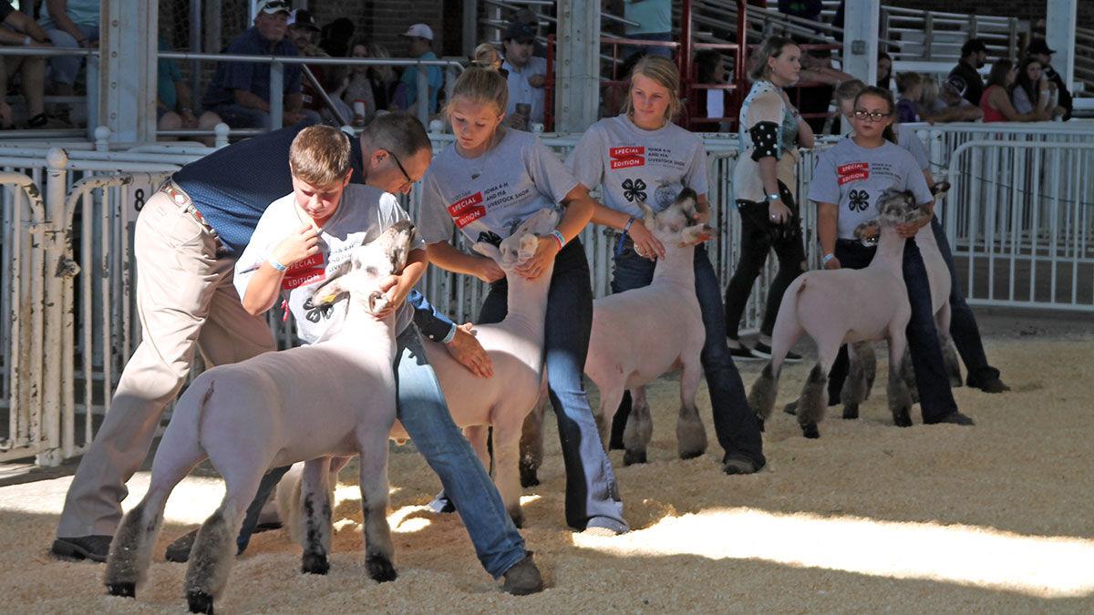 Iowa State Fair Goat Show 2022