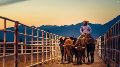 Low cattle inventory results in more feedlot heifers, long feeding