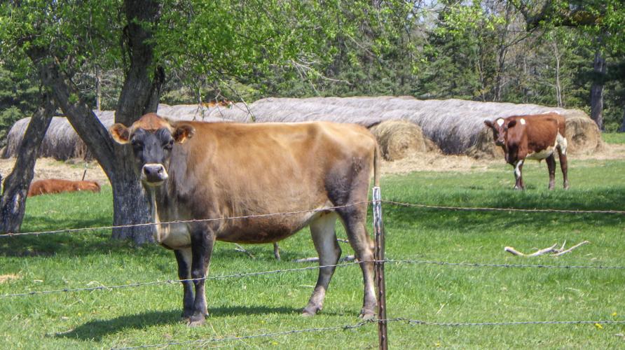 Cattle in field