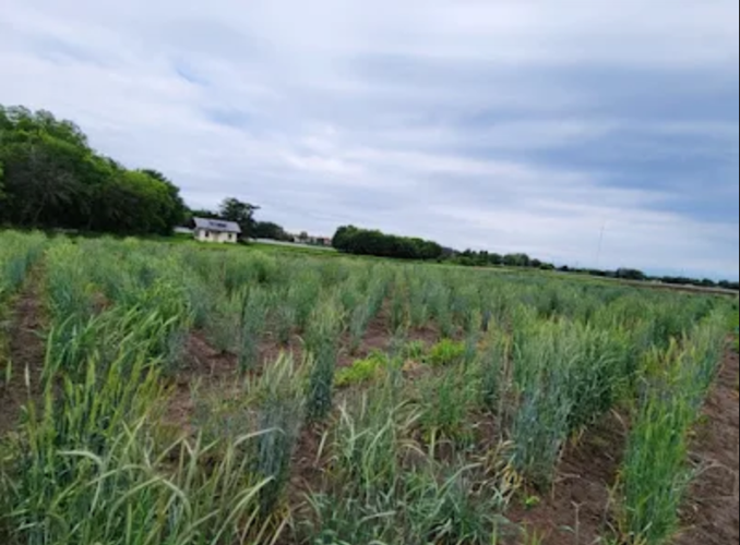 Perennial cereal rye