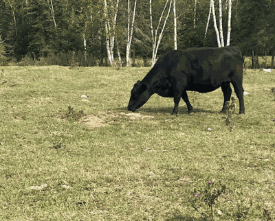 drought pasture