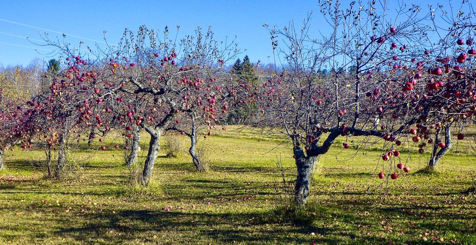 Apple trees orchard