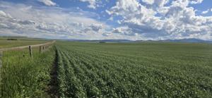 Results are in: MSU varieties continue to perform well