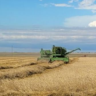 Old time harvest