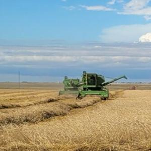 Old time harvest