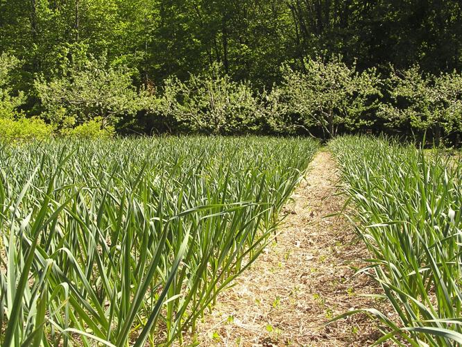 Garlic