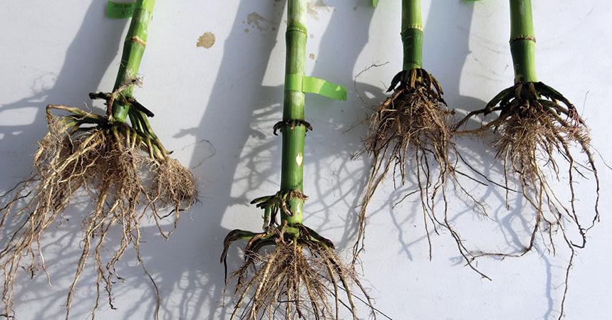 Corn-rootworm
