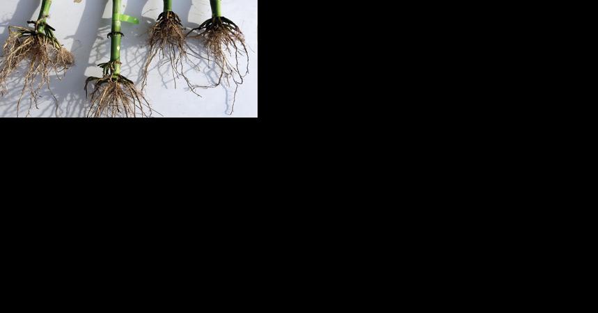 Corn-rootworm