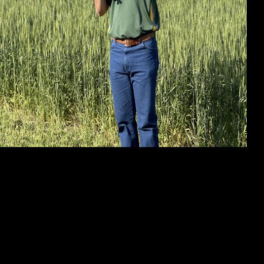 Wheat management