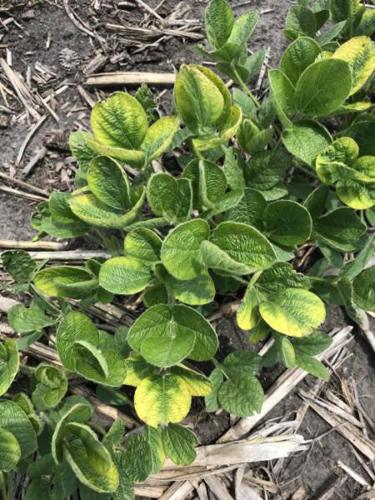 Potassium deficiency