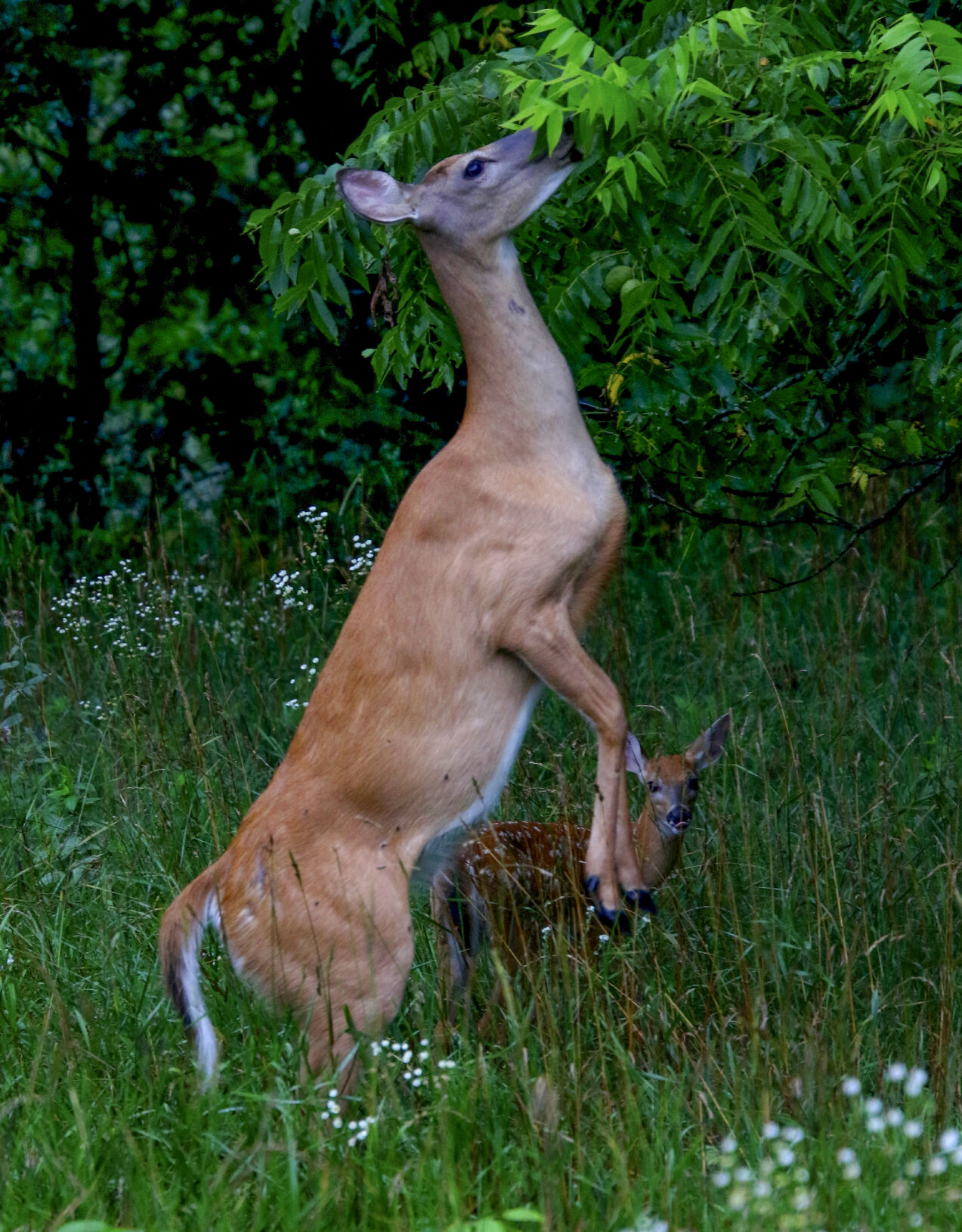 Deer doe with fawn