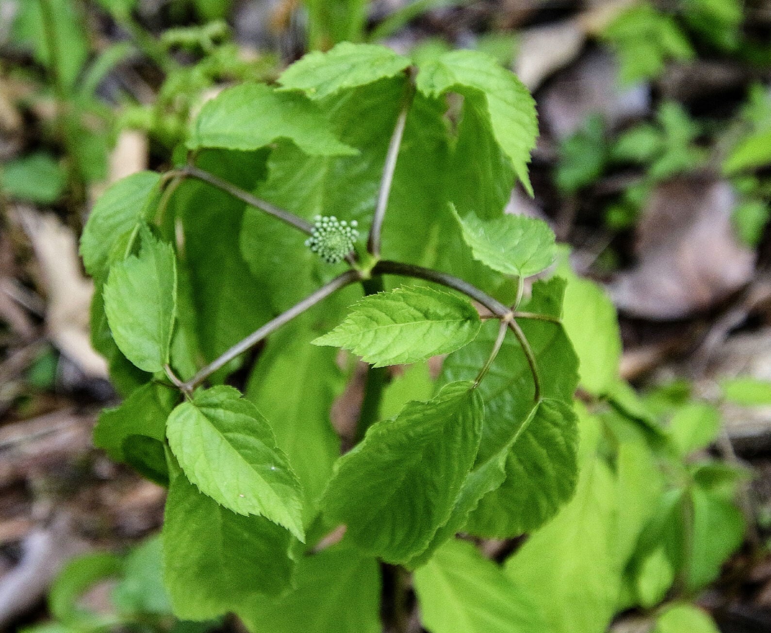 Ginseng